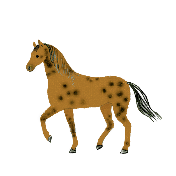 Koń