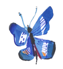 motyl niebieski